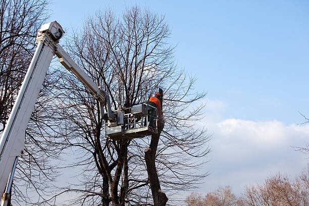 Best Tree Cabling and Bracing  in Shell Ridge, CA